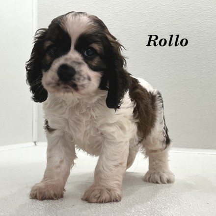 puppy, for, sale, Cocker Spaniel, Joe & Cherri  Overlease, dog, breeder, Miller, MO, dog-breeder, puppy-for-sale, forsale, nearby, find, puppyfind, locator, puppylocator, aca